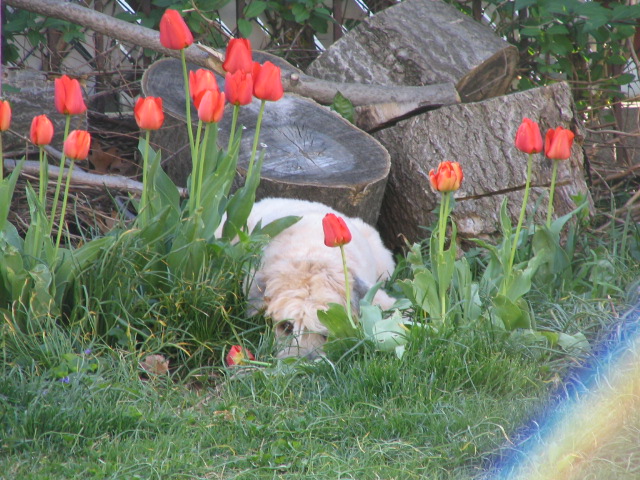 Fuzz amongst the tulips 3