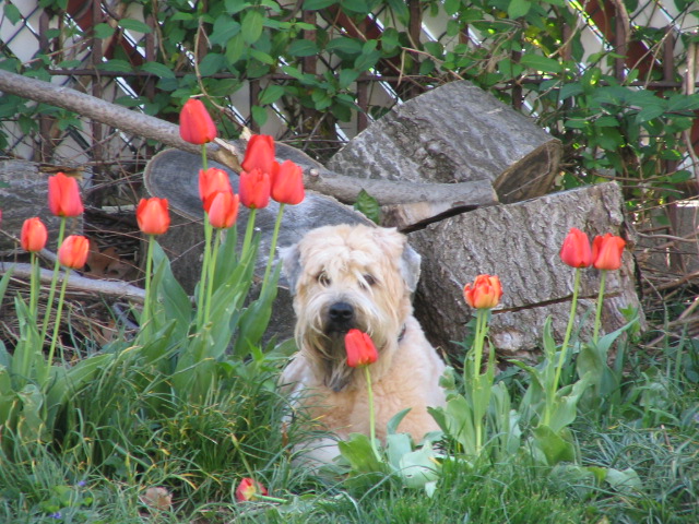 Fuzz amongst the tulips 4