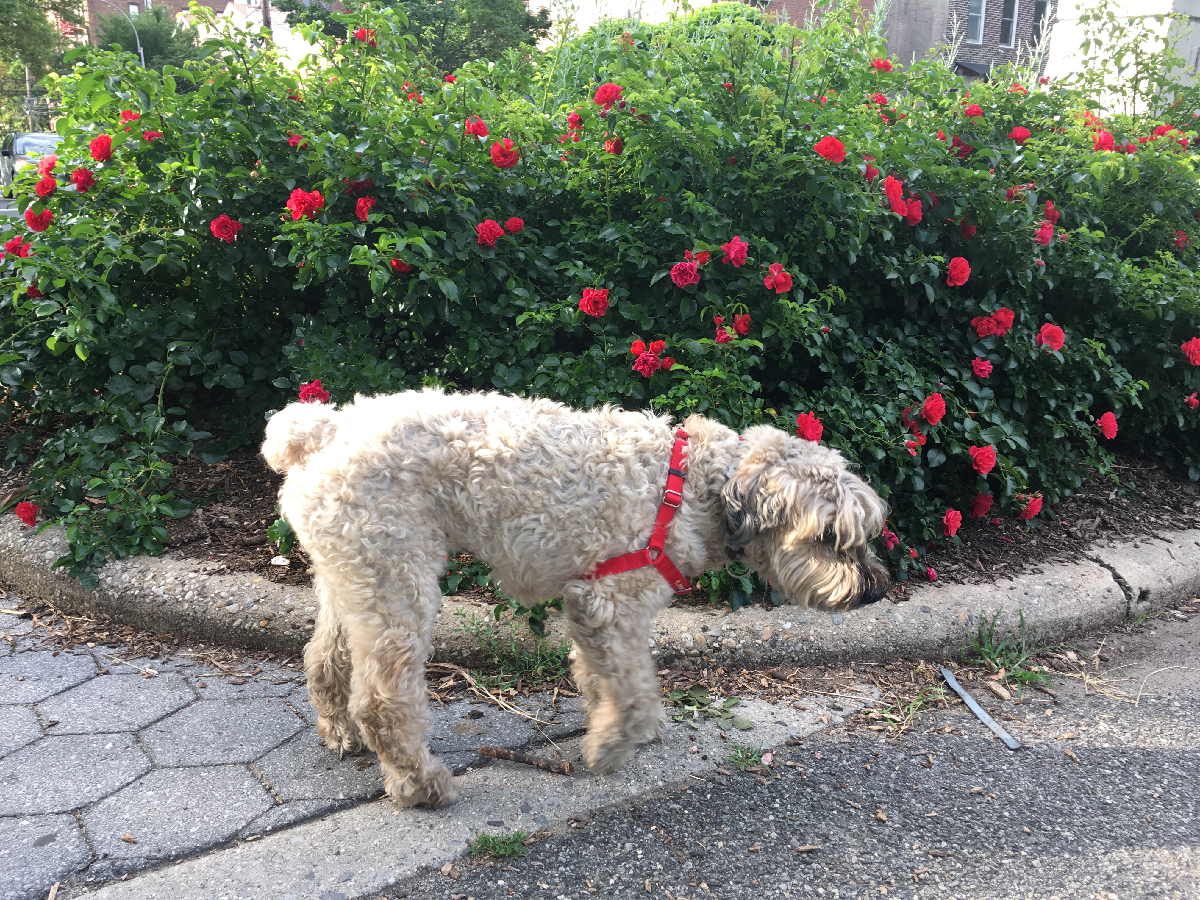 2018 Ella Good! 13-Month Calendar