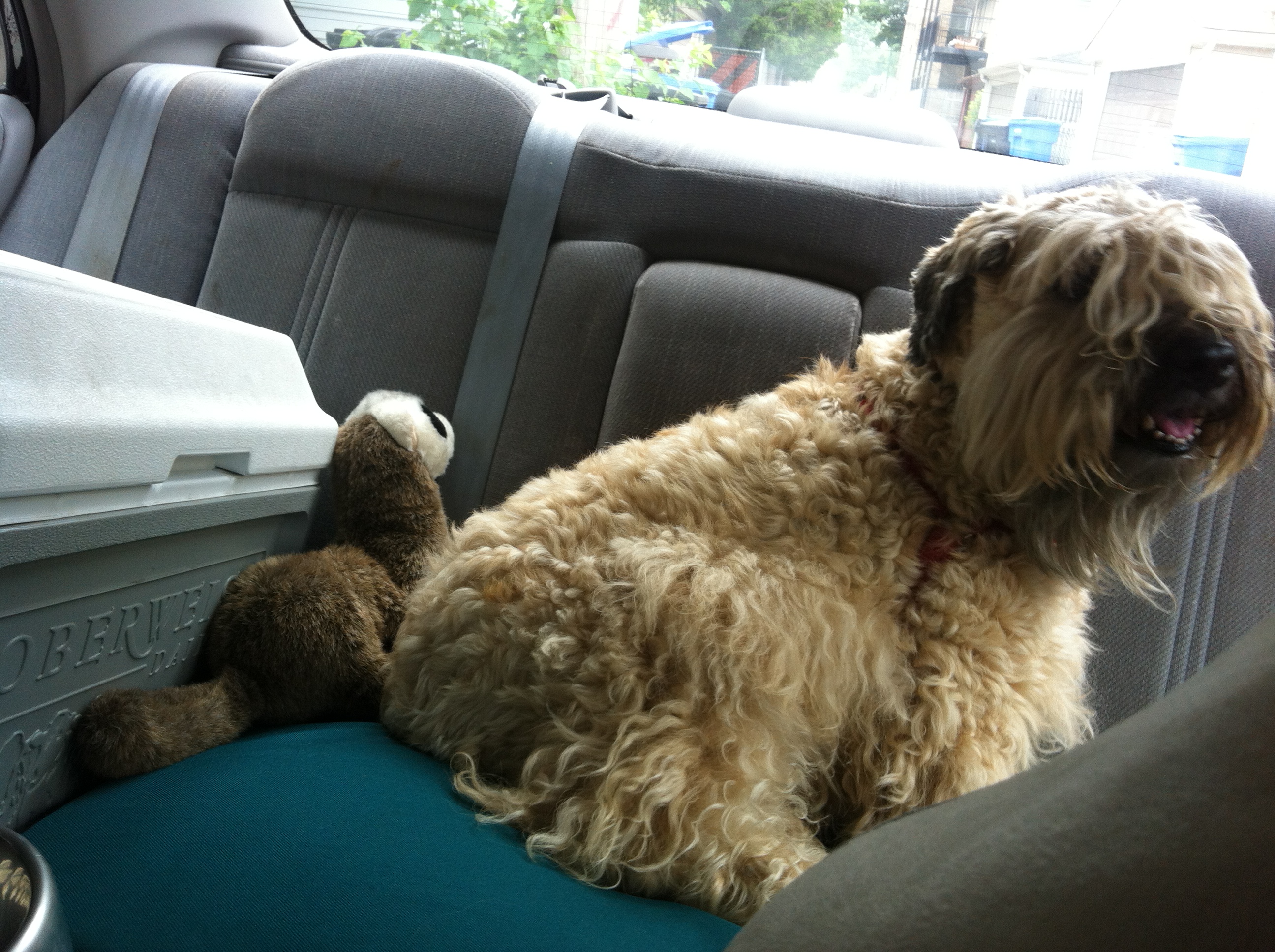 Ella's back seat nest