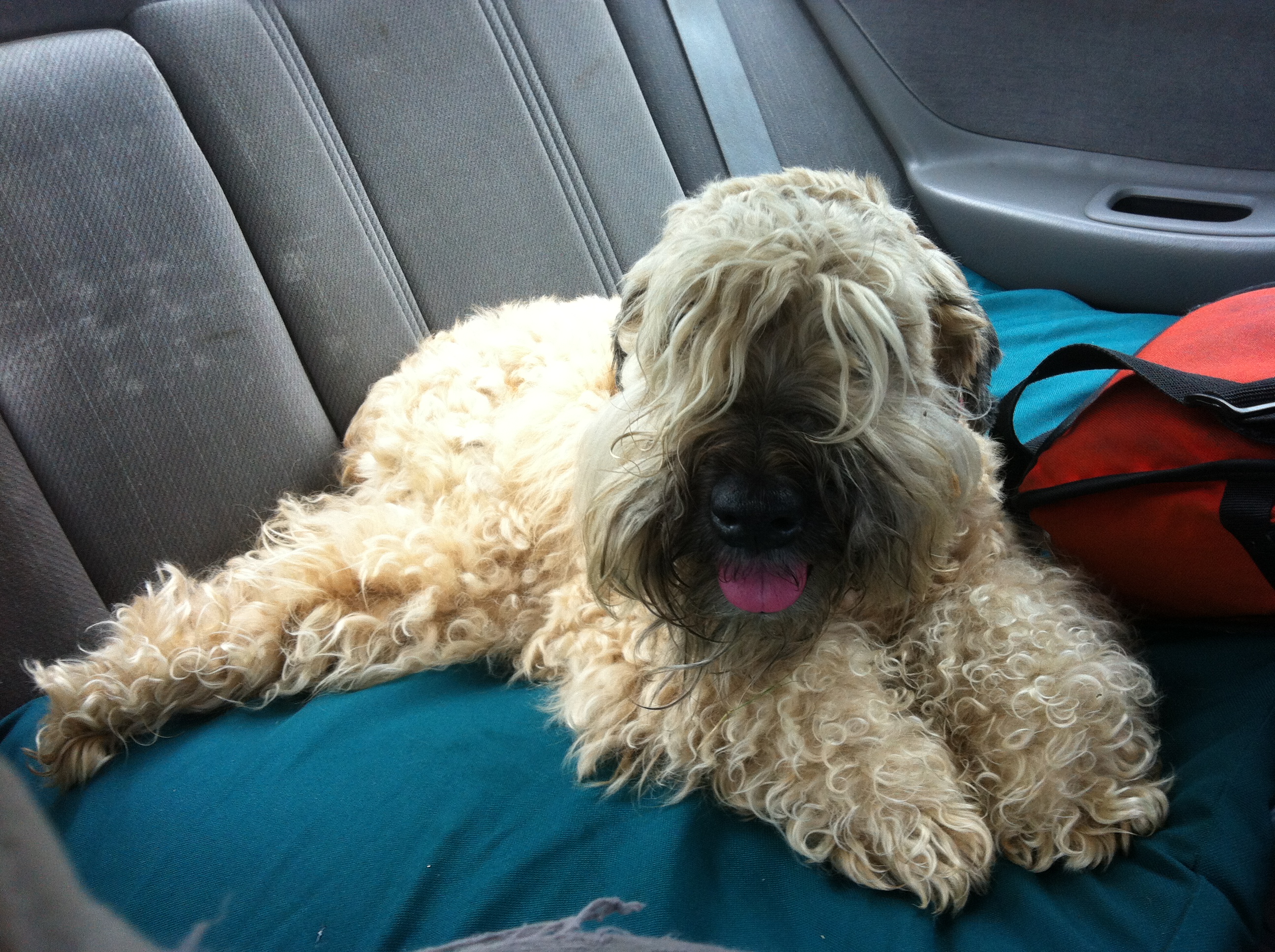 BEAR CAM: Ella on the road