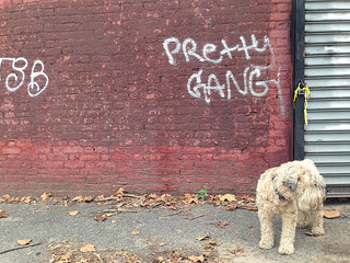 Ella's in the Pretty Gang