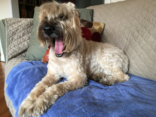 Ella's in the Pretty Gang