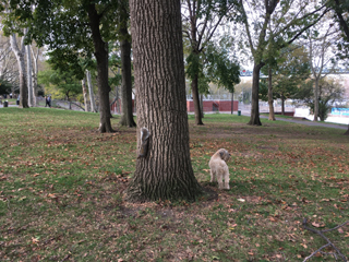 Ella's playing hopscotch