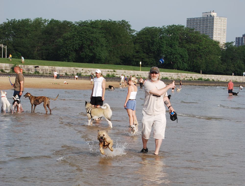 Here's a Photo from Montrose Dog Beach