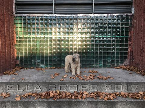 Ella-Scope 2017 13-Month Calendar