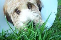 Ella in the grass, with cone