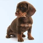 Trivia Benefit for the Puppies