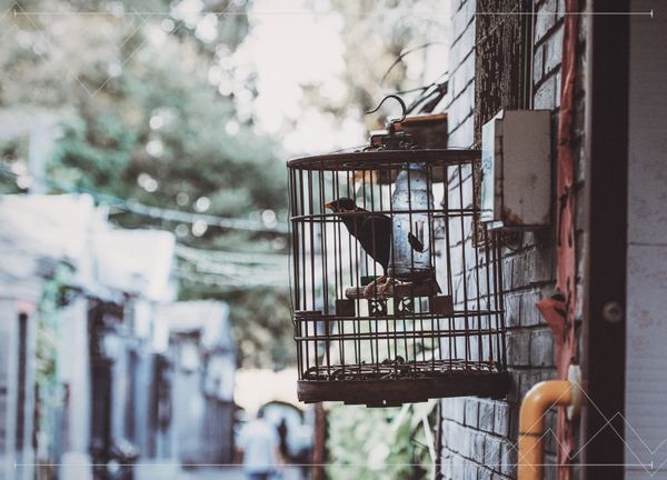 The Cage Door is Open