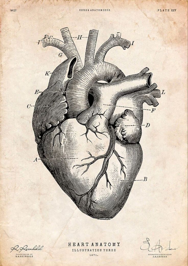 The Secret Language of the Heart: When Emotions Become Illness