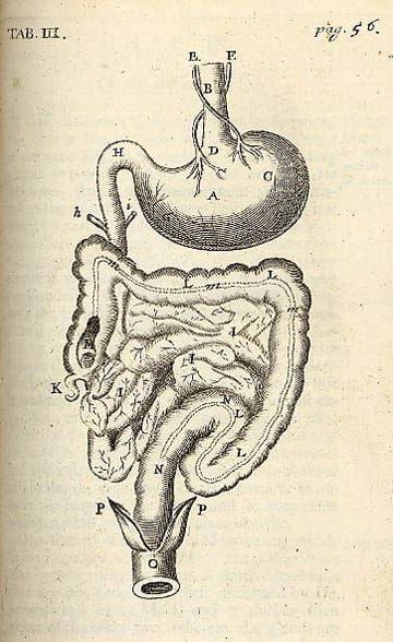 The Gut's Secret Language: How Your Body Tells You What Your Mind Won't Hear