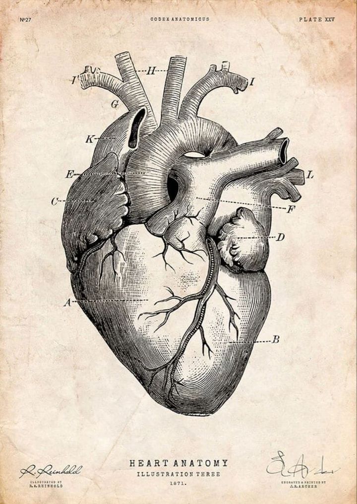 The Secret Language of the Heart: When Emotions Become Illness