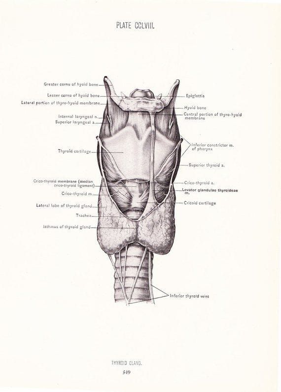 The Emotional Root Cause of Thyroid Issues: When Speaking Your Truth Becomes Dangerous to the Body
