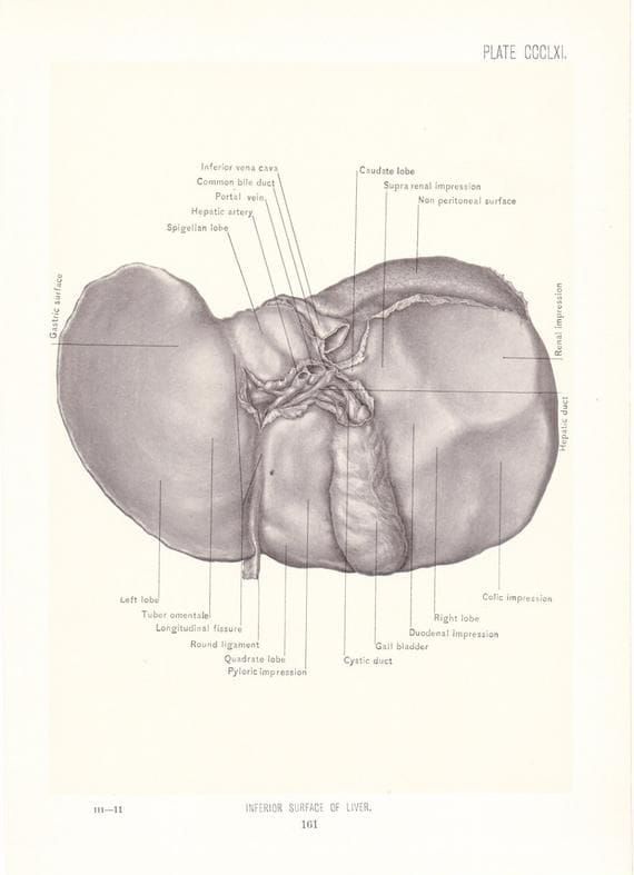 The Emotional Root Cause of Liver Disease: How Unexpressed Emotions Affect Liver Health