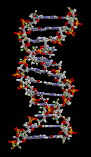 DNA Animation - Wikipedia Commons [ author: brian0918 ]