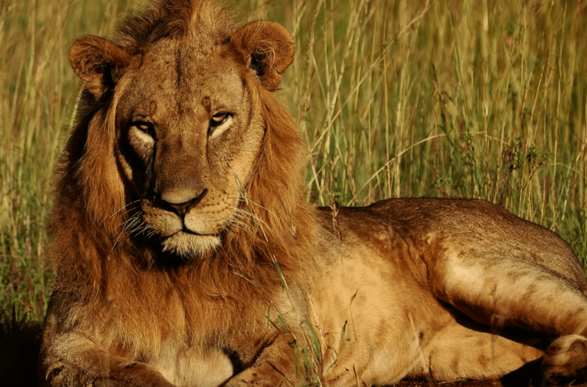 Scaring the lions with automation