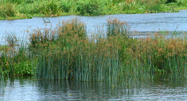 The Way Forward: Exodus 2— Resistance and Awakening