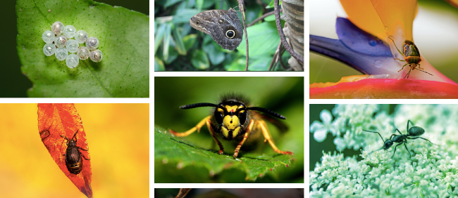 The Way Forward: Think Before You Stomp