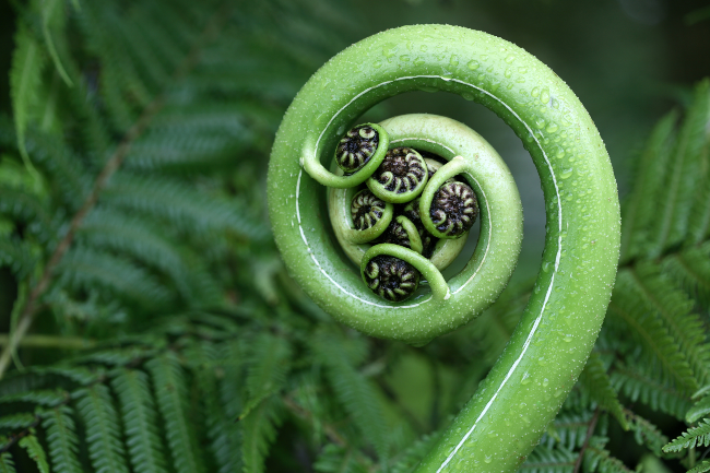 The Art of Creation: Ecological Examen