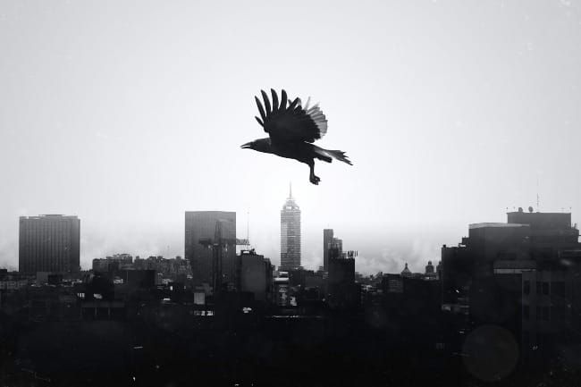 The Way Forward: On Crows and Hope
