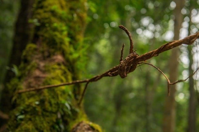 The Art of Creation: Natural Designs