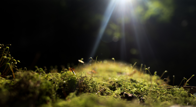 The Art of Creation: All Creatures