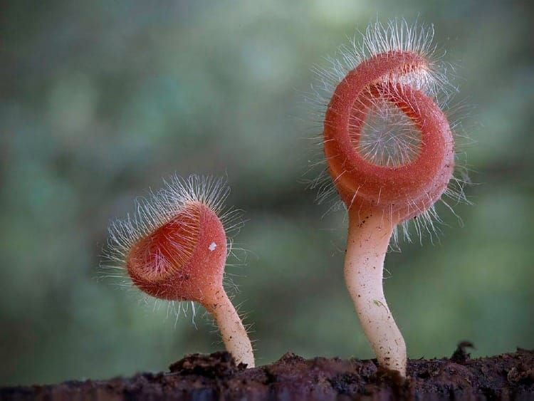 The Art of Creation: Neither Plant nor Animal