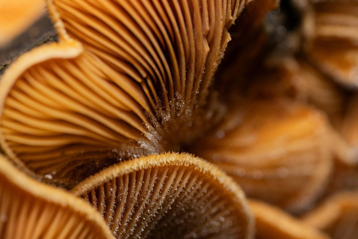 The Art of Creation: Surfeit of Glory