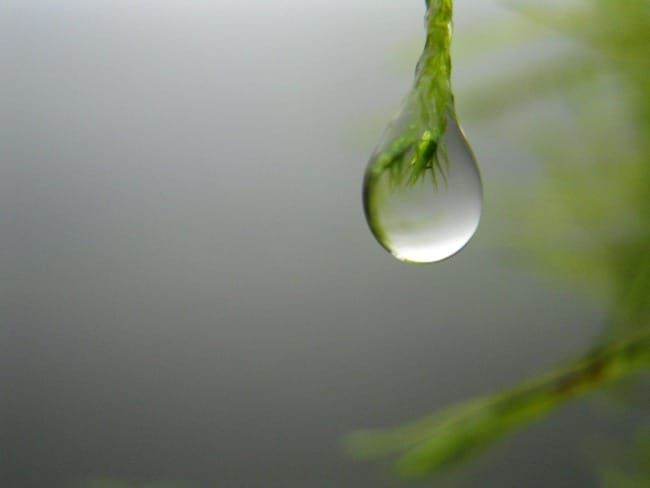 The Art of Creation: Praying for the Planet