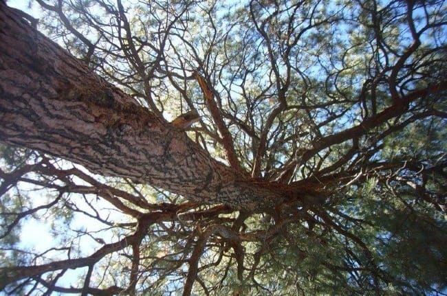 The Art of Creation: View from Beneath