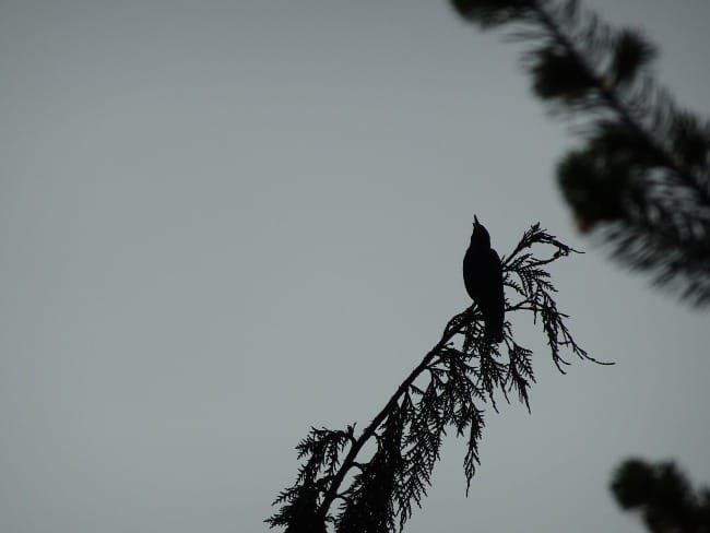 The Art of Creation: Recognizing My Neighbors