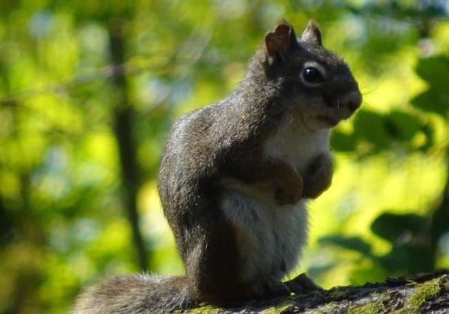 The Art of Creation: Circlewood Photo Ark