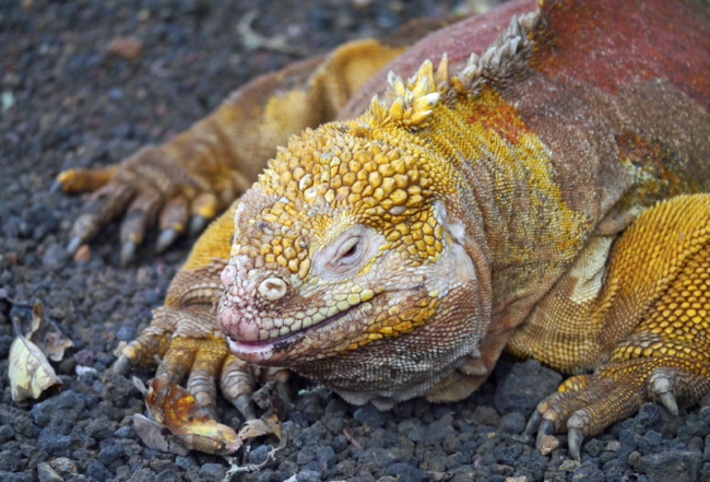 The Way Forward: Embracing Adaptation