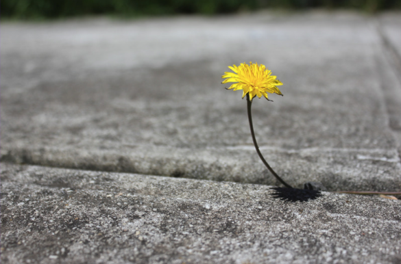 The Way Forward: Exodus 1—The Unstoppable Blessing