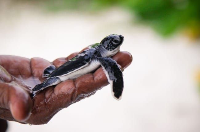 The Art of Creation: All We Can Save