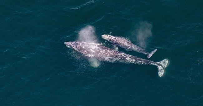 The Art of Creation: Poetry and Policy