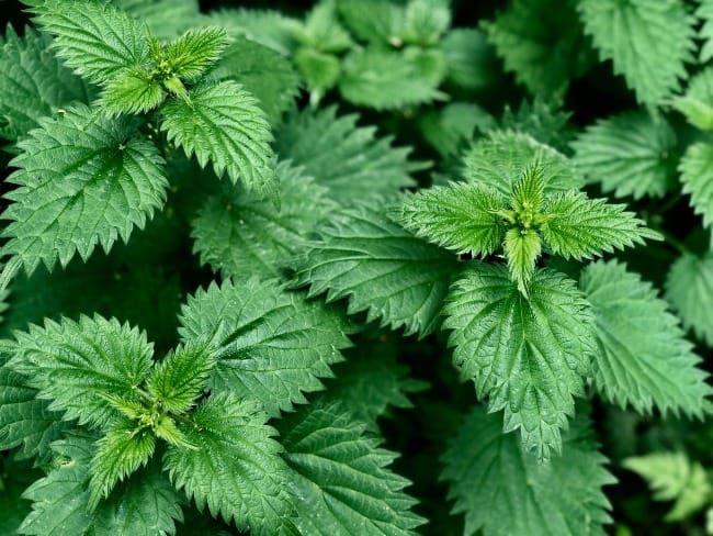 The Way Forward: A Fistful of Nettles