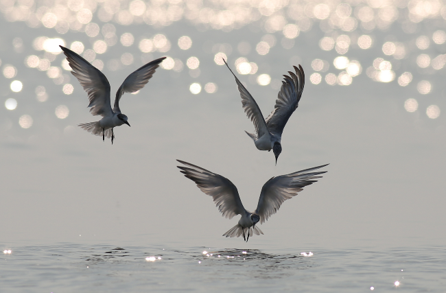 The Art of Creation: Birds, Cry Out