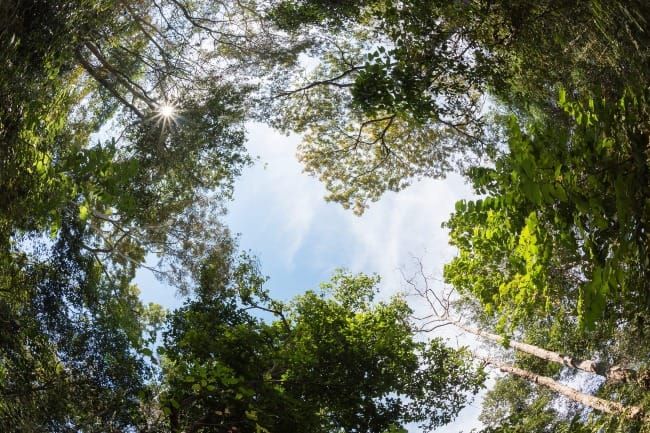 The Art of Creation: Chorus of Perpetual Adoration