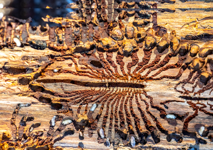 The Art of Creation: Opening Our Eyes