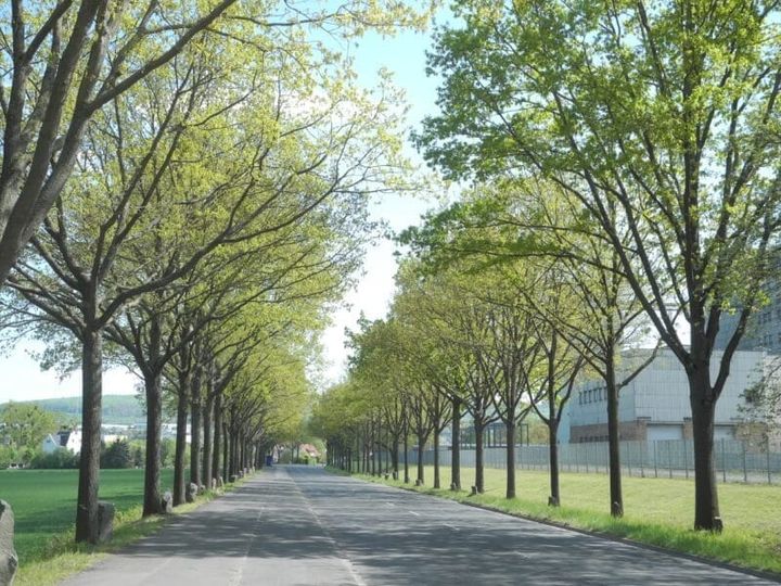 The Art of Creation: Trees in the City