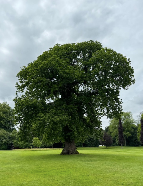 The Way Forward: Rethinking the Tree of Life