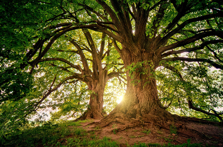 The Way Forward: Trees as Homemakers