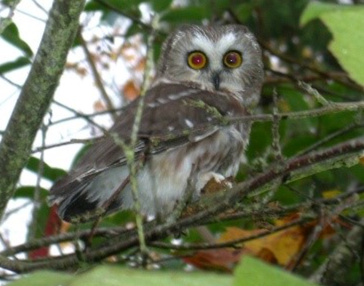 NORTHERN SAW-WHET OWL