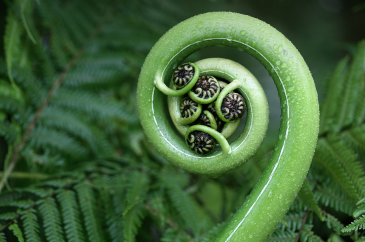 The Art of Creation: An Ecological Examen
