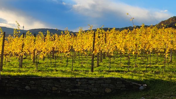 Content Week 46/2023