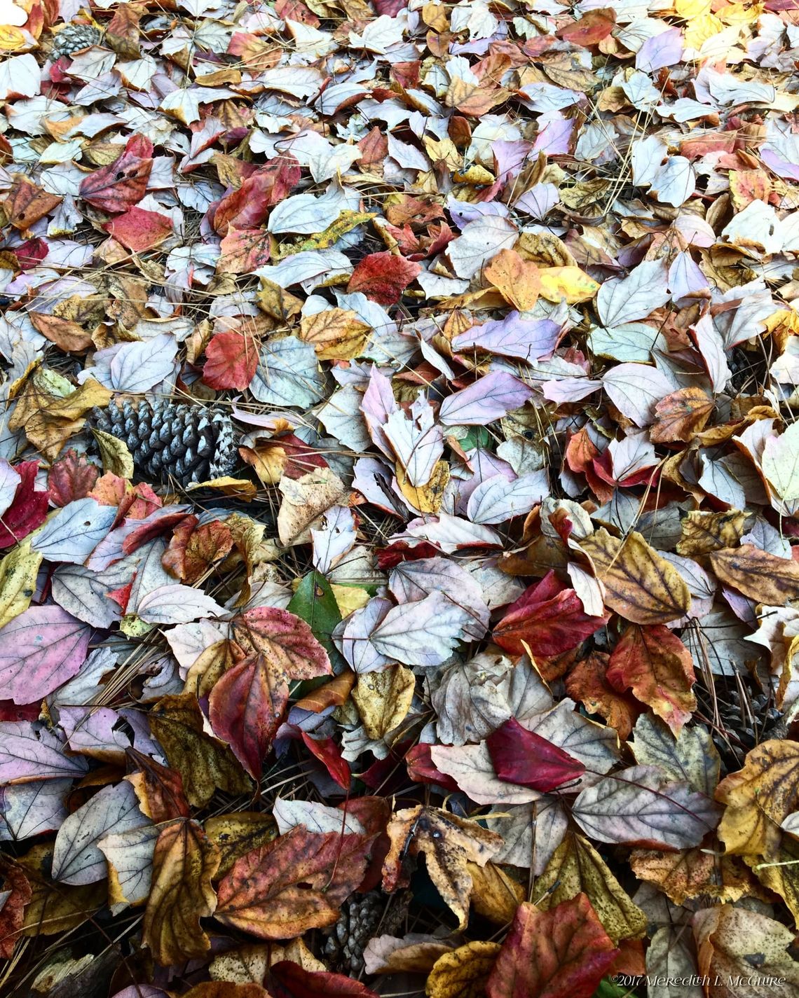 The Magic of An Autumn Night