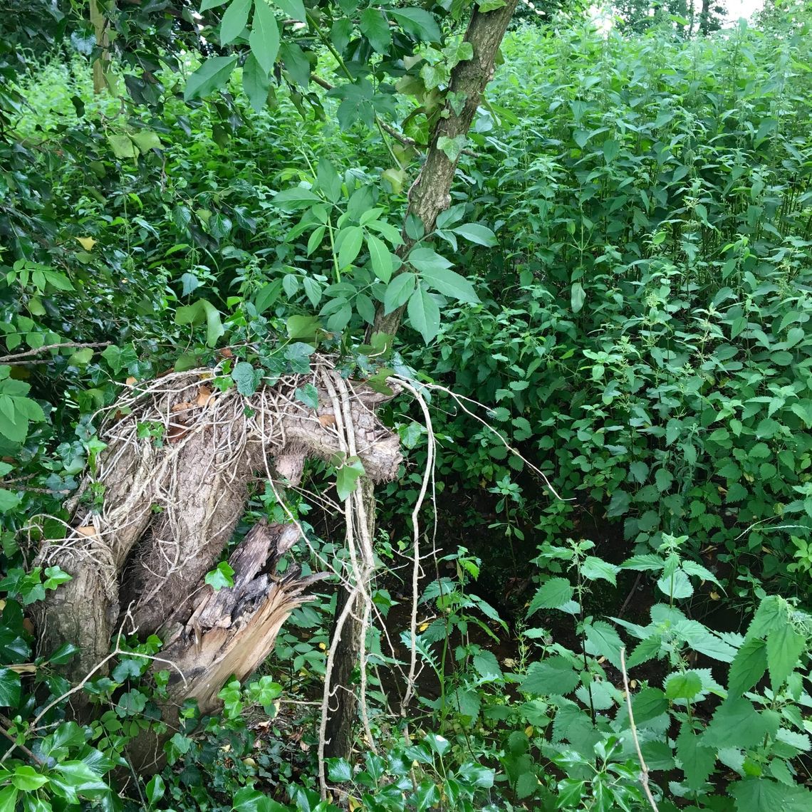 Tempted to the Realm of Woodland Sprites