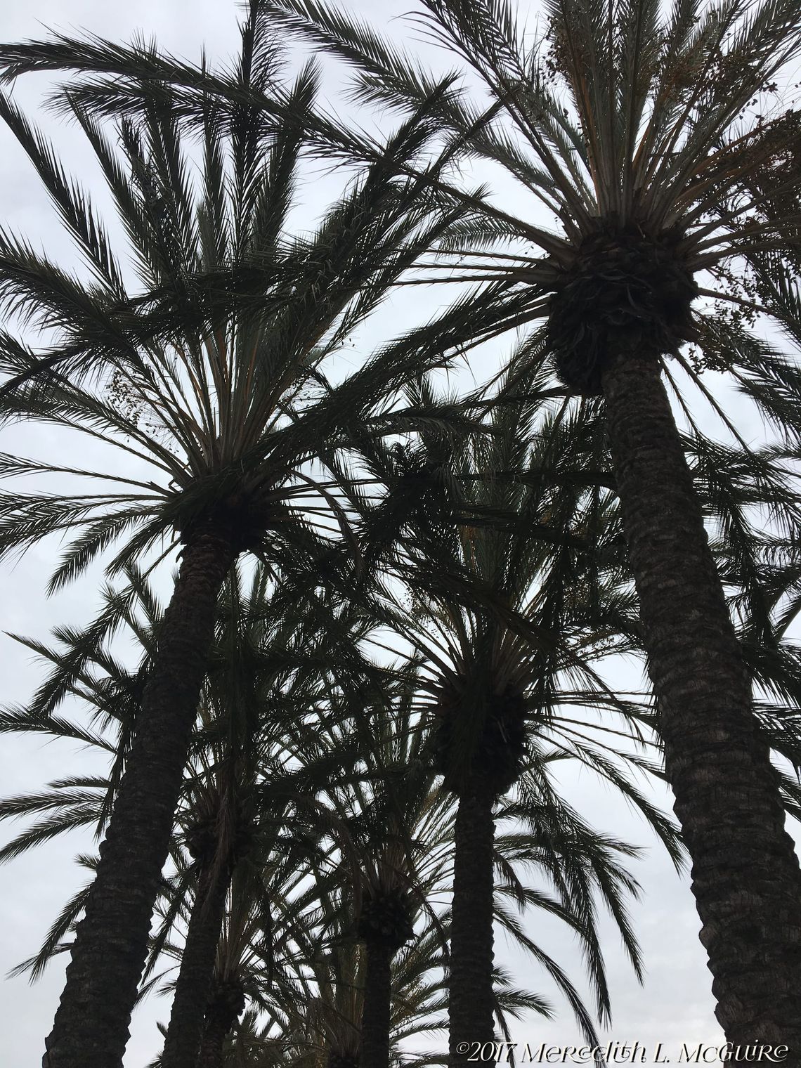 Shadow Palms