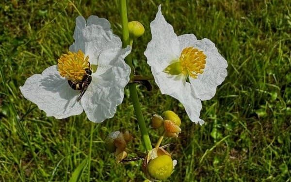 Two white arrowhead flowers with crinkled petals and yellow centers open on a green stem above grass, a honeybee feeding at the left one, with round green and orange buds below.